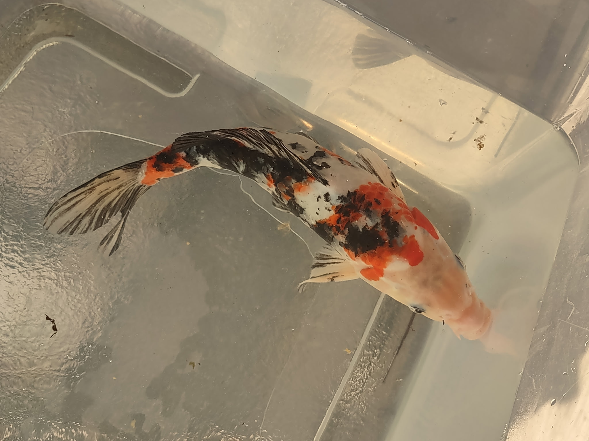 Koi Image